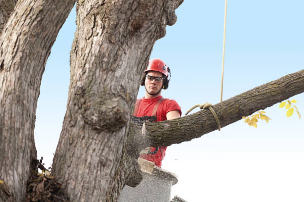 Best Commercial Tree Services  in USA